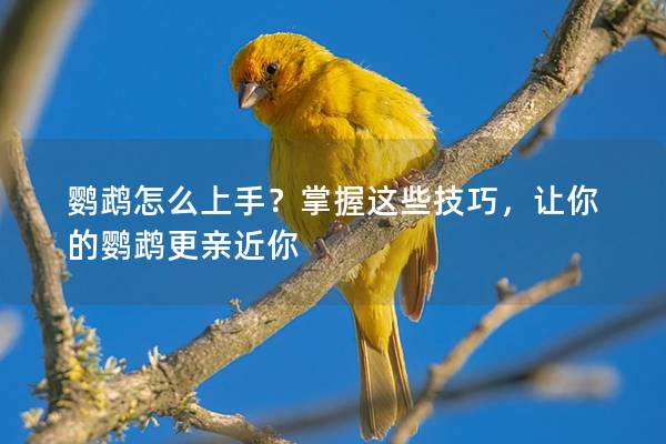 鹦鹉怎么上手？掌握这些技巧，让你的鹦鹉更亲近你
