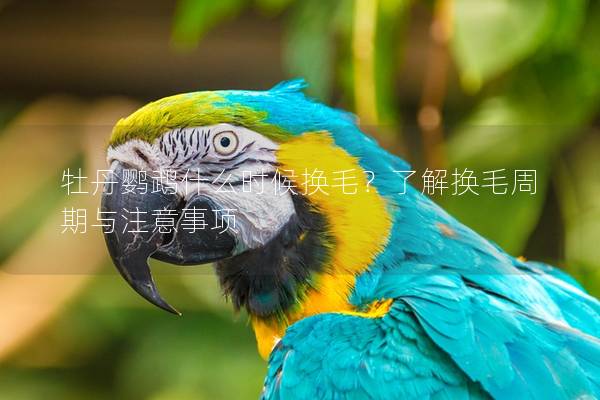牡丹鹦鹉什么时候换毛？了解换毛周期与注意事项