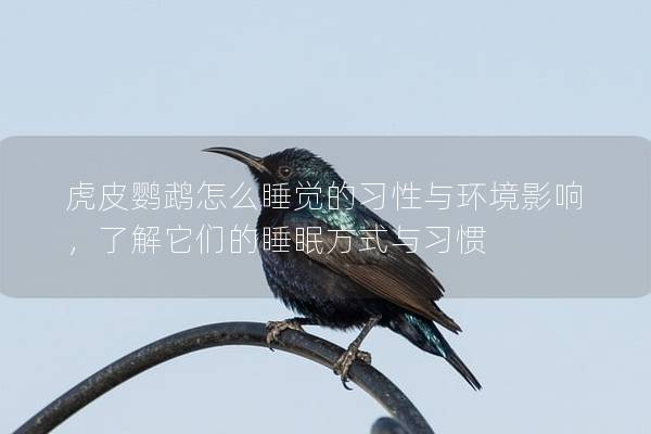 虎皮鹦鹉怎么睡觉的习性与环境影响，了解它们的睡眠方式与习惯