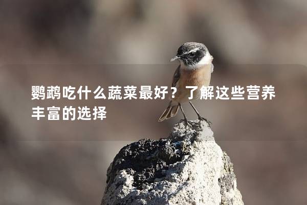鹦鹉吃什么蔬菜最好？了解这些营养丰富的选择