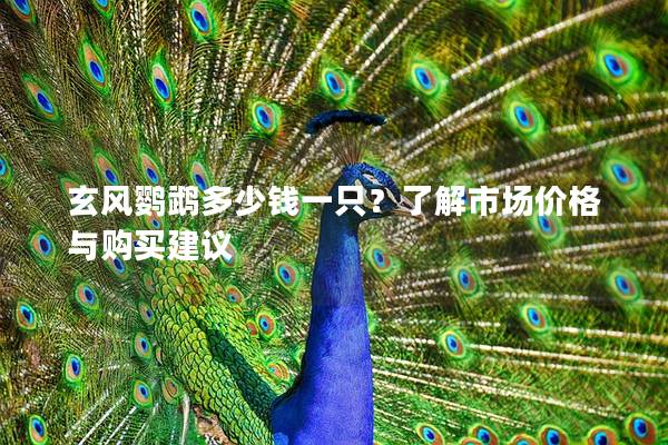玄风鹦鹉多少钱一只？了解市场价格与购买建议