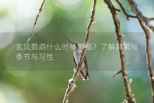 玄凤鹦鹉什么时候繁殖？了解其繁殖季节与习性