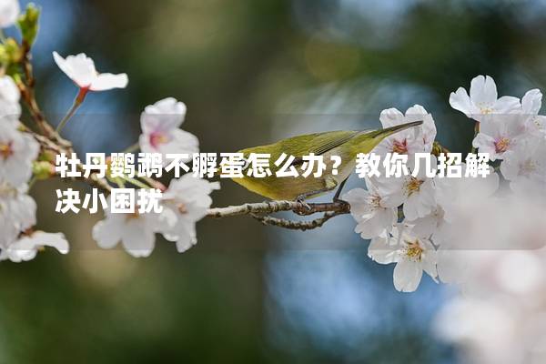 牡丹鹦鹉不孵蛋怎么办？教你几招解决小困扰