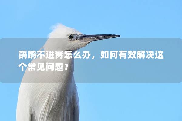 鹦鹉不进窝怎么办，如何有效解决这个常见问题？