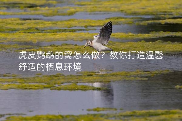 虎皮鹦鹉的窝怎么做？教你打造温馨舒适的栖息环境