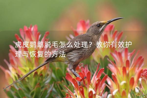 虎皮鹦鹉脱毛怎么处理？教你有效护理与恢复的方法