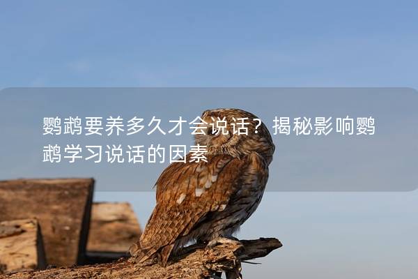 鹦鹉要养多久才会说话？揭秘影响鹦鹉学习说话的因素