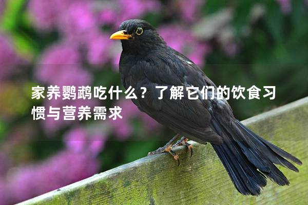 家养鹦鹉吃什么？了解它们的饮食习惯与营养需求
