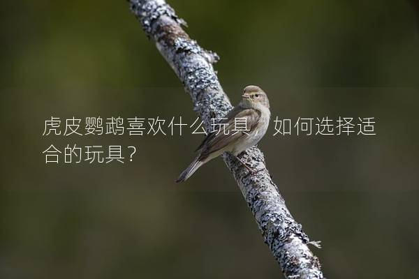 虎皮鹦鹉喜欢什么玩具，如何选择适合的玩具？