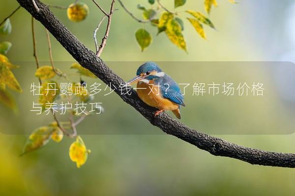 牡丹鹦鹉多少钱一对？了解市场价格与养护技巧