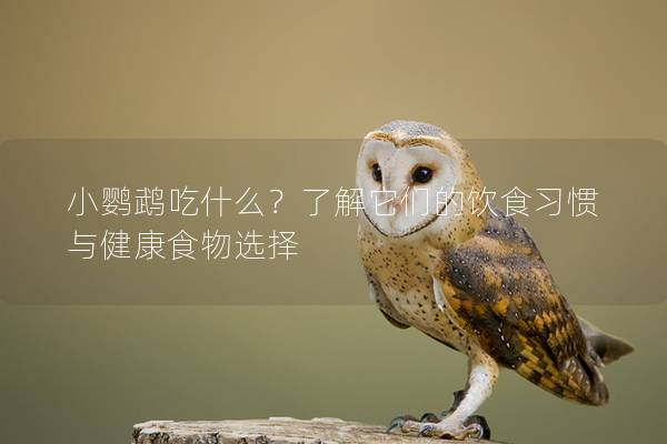 小鹦鹉吃什么？了解它们的饮食习惯与健康食物选择