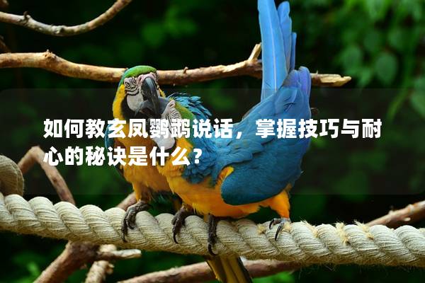 如何教玄凤鹦鹉说话，掌握技巧与耐心的秘诀是什么？