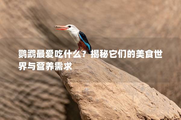 鹦鹉最爱吃什么？揭秘它们的美食世界与营养需求