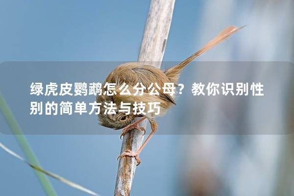 绿虎皮鹦鹉怎么分公母？教你识别性别的简单方法与技巧