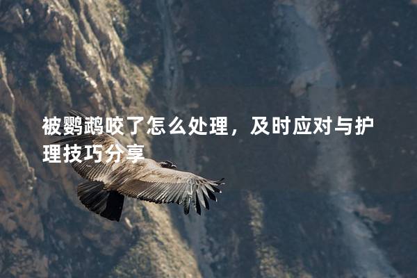 被鹦鹉咬了怎么处理，及时应对与护理技巧分享