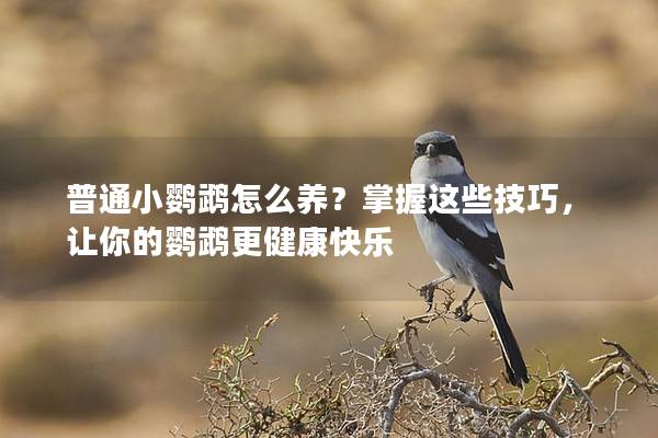 普通小鹦鹉怎么养？掌握这些技巧，让你的鹦鹉更健康快乐