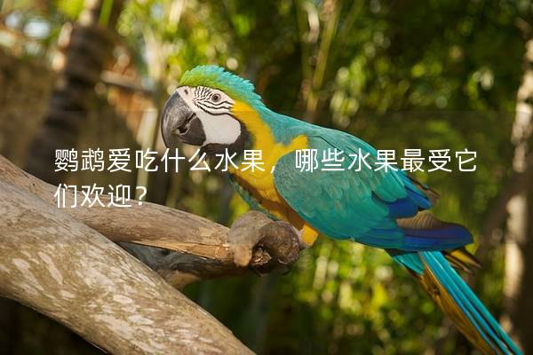 鹦鹉爱吃什么水果，哪些水果最受它们欢迎？