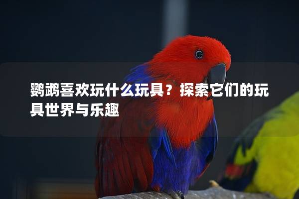 鹦鹉喜欢玩什么玩具？探索它们的玩具世界与乐趣