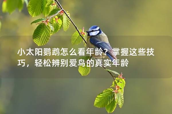 小太阳鹦鹉怎么看年龄？掌握这些技巧，轻松辨别爱鸟的真实年龄