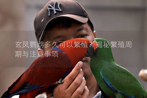 玄凤鹦鹉多久可以繁殖？揭秘繁殖周期与注意事项