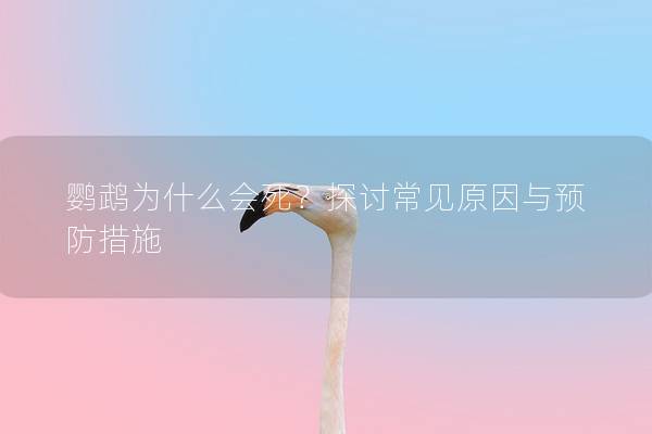 鹦鹉为什么会死？探讨常见原因与预防措施