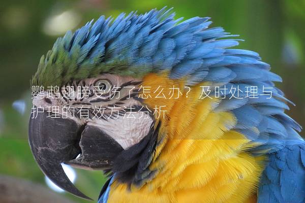 鹦鹉翅膀受伤了怎么办？及时处理与护理的有效方法分析