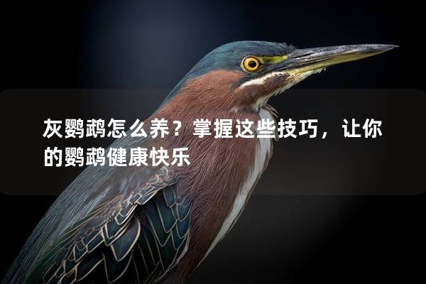 灰鹦鹉怎么养？掌握这些技巧，让你的鹦鹉健康快乐