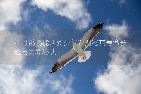 牡丹鹦鹉能活多少年？揭秘其寿命长短与饲养秘诀