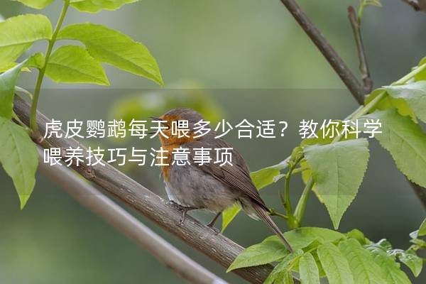 虎皮鹦鹉每天喂多少合适？教你科学喂养技巧与注意事项