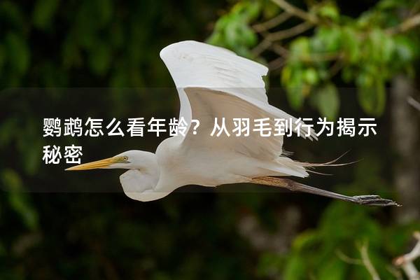 鹦鹉怎么看年龄？从羽毛到行为揭示秘密