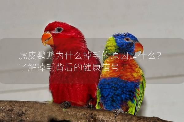 虎皮鹦鹉为什么掉毛的原因是什么？了解掉毛背后的健康信号