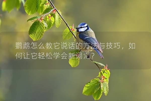 鹦鹉怎么教它说话的方法与技巧，如何让它轻松学会新词汇？