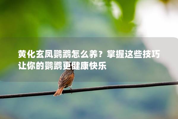 黄化玄凤鹦鹉怎么养？掌握这些技巧让你的鹦鹉更健康快乐