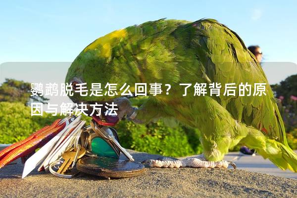 鹦鹉脱毛是怎么回事？了解背后的原因与解决方法