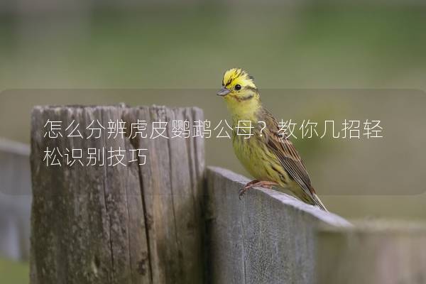 怎么分辨虎皮鹦鹉公母？教你几招轻松识别技巧