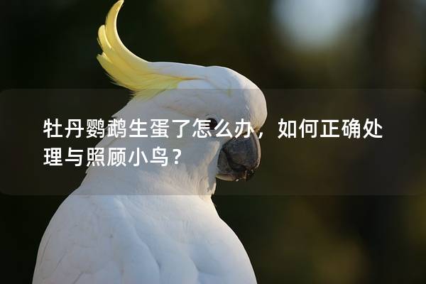 牡丹鹦鹉生蛋了怎么办，如何正确处理与照顾小鸟？