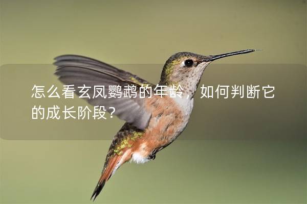 怎么看玄凤鹦鹉的年龄，如何判断它的成长阶段？