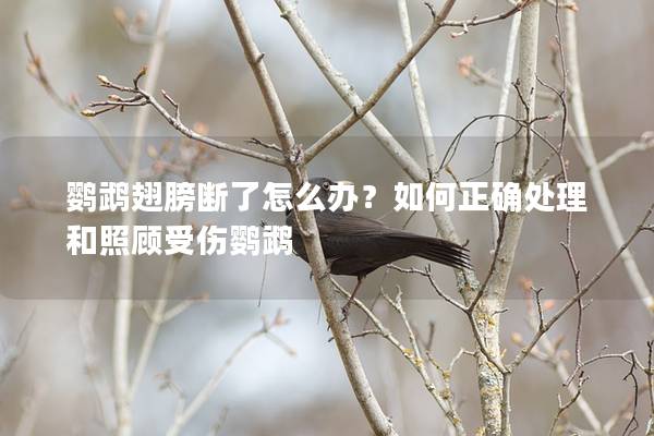 鹦鹉翅膀断了怎么办？如何正确处理和照顾受伤鹦鹉