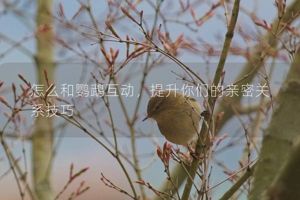 怎么和鹦鹉互动，提升你们的亲密关系技巧