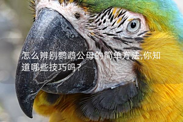 怎么辨别鹦鹉公母的简单方法,你知道哪些技巧吗？