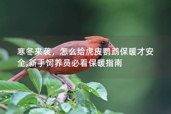 寒冬来袭，怎么给虎皮鹦鹉保暖才安全,新手饲养员必看保暖指南