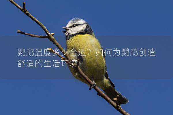 鹦鹉温度多少合适？如何为鹦鹉创造舒适的生活环境