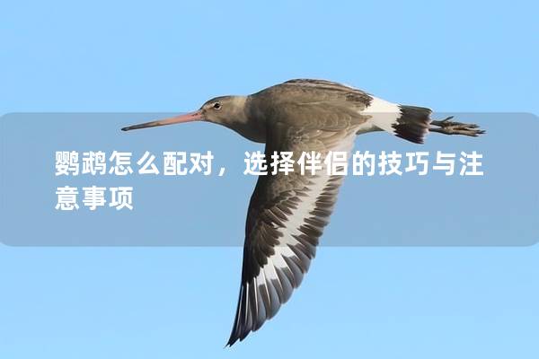 鹦鹉怎么配对，选择伴侣的技巧与注意事项