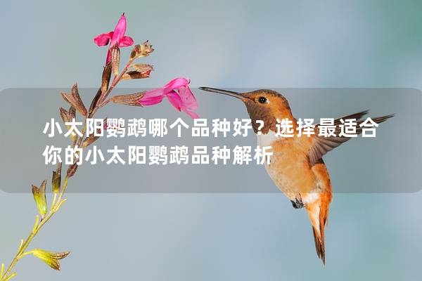小太阳鹦鹉哪个品种好？选择最适合你的小太阳鹦鹉品种解析