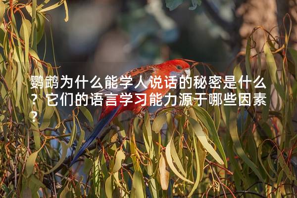 鹦鹉为什么能学人说话的秘密是什么？它们的语言学习能力源于哪些因素？