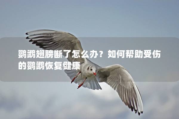 鹦鹉翅膀断了怎么办？如何帮助受伤的鹦鹉恢复健康