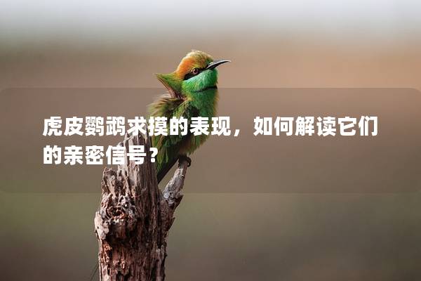 虎皮鹦鹉求摸的表现，如何解读它们的亲密信号？