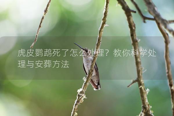 虎皮鹦鹉死了怎么处理？教你科学处理与安葬方法
