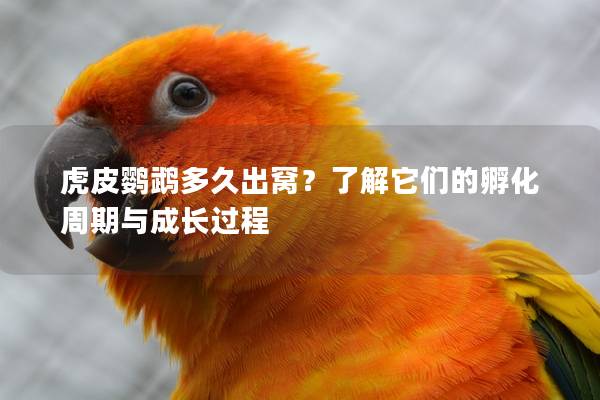 虎皮鹦鹉多久出窝？了解它们的孵化周期与成长过程