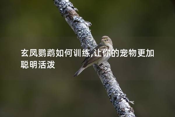 玄凤鹦鹉如何训练,让你的宠物更加聪明活泼